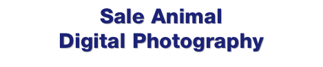 Sale Animal
Digital Photography